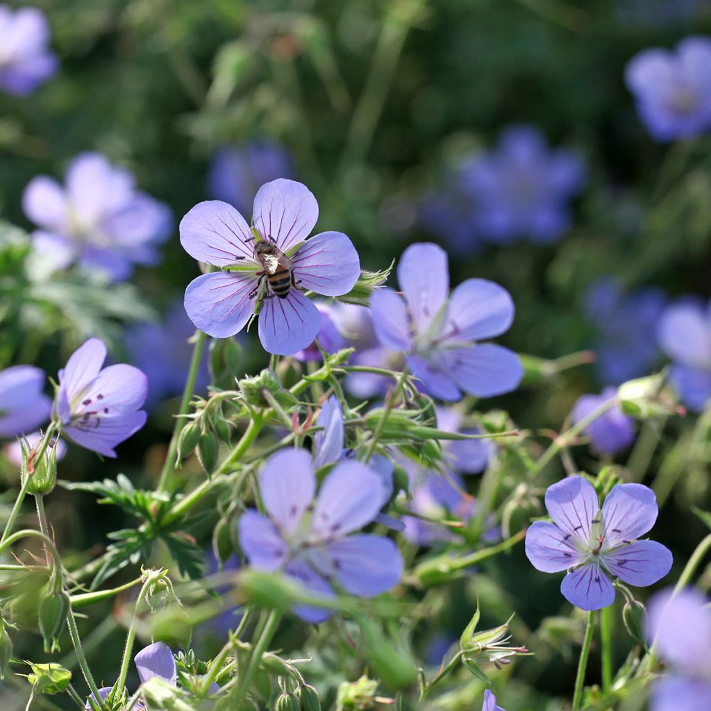 Storchschnabel Blue Cloud - Geranium