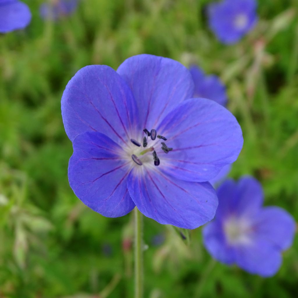 Storchschnabel Brookside - Geranium