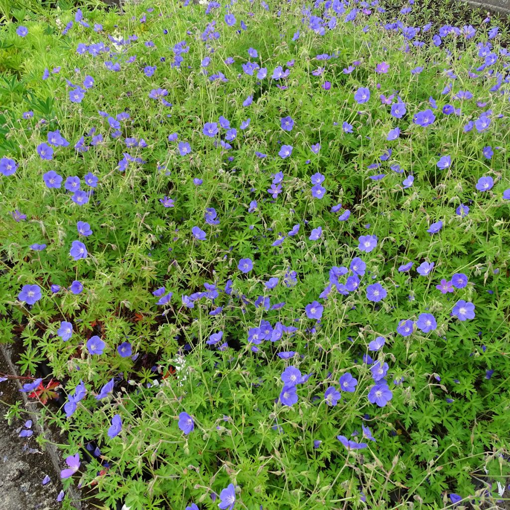 Storchschnabel Brookside - Geranium