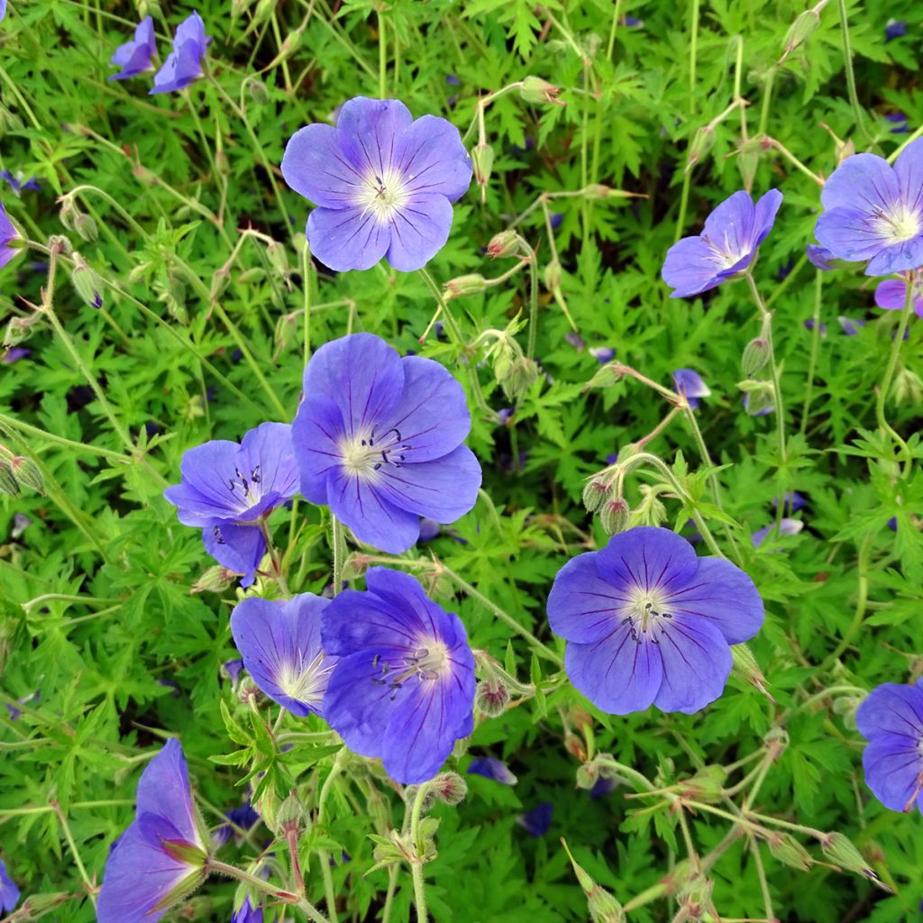 Storchschnabel Brookside - Geranium