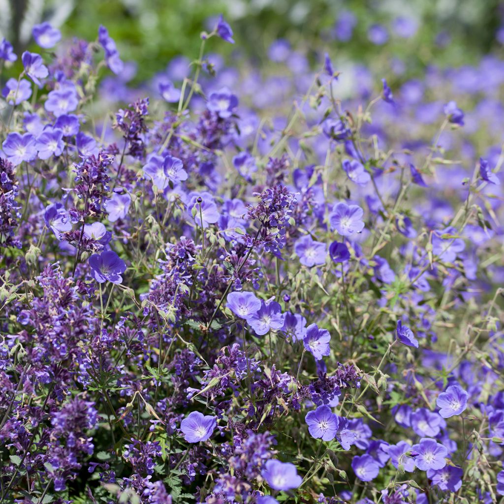 Storchschnabel Brookside - Geranium