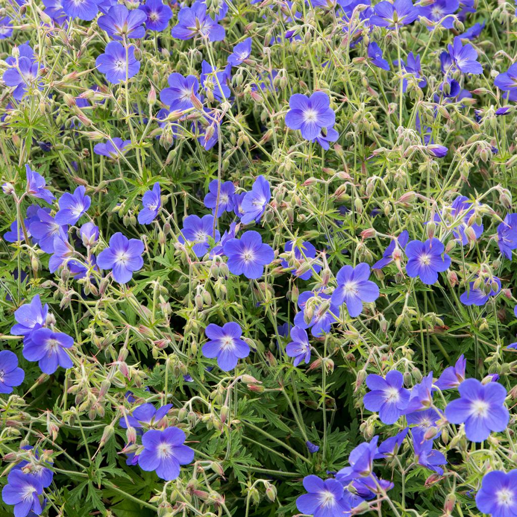 Storchschnabel Brookside - Geranium