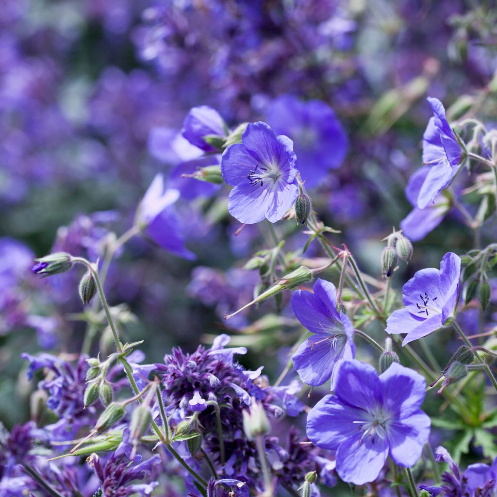 Storchschnabel Brookside - Geranium