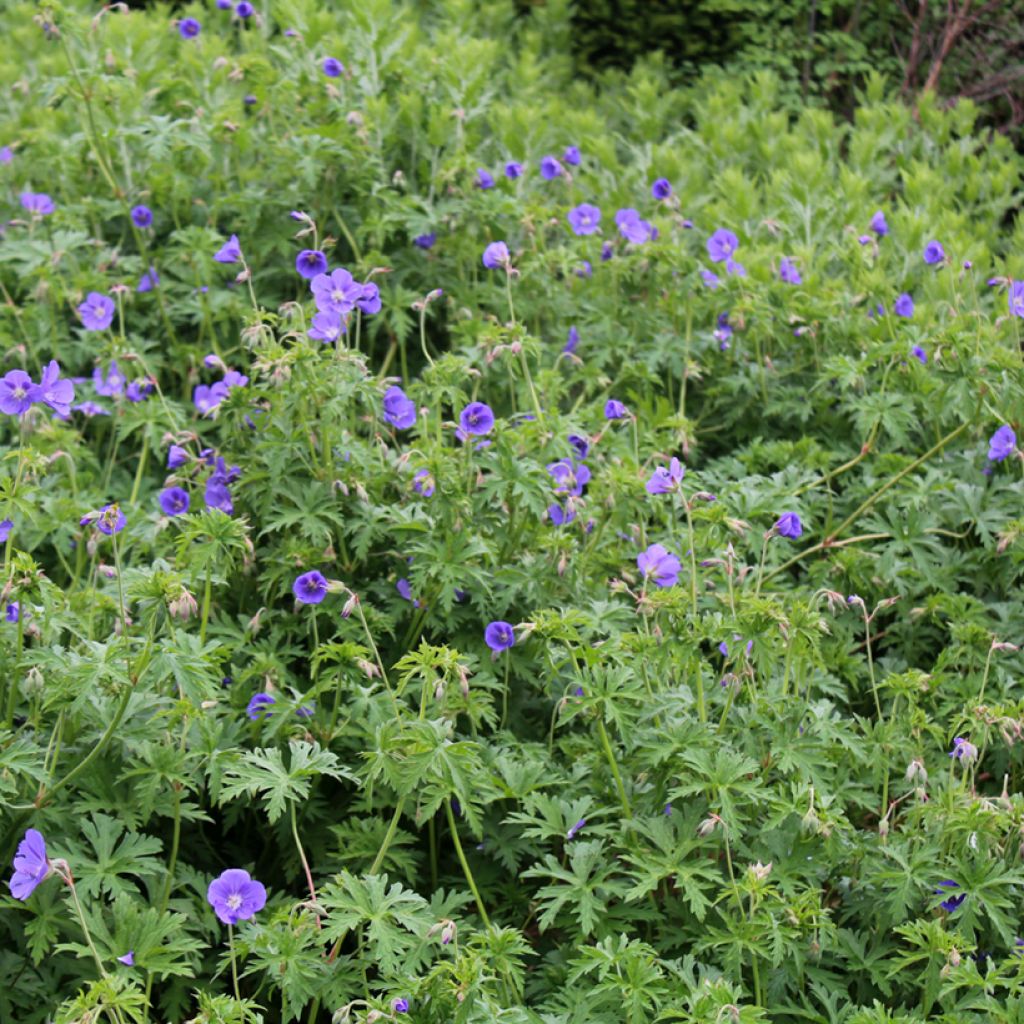 Storchschnabel Brookside - Geranium