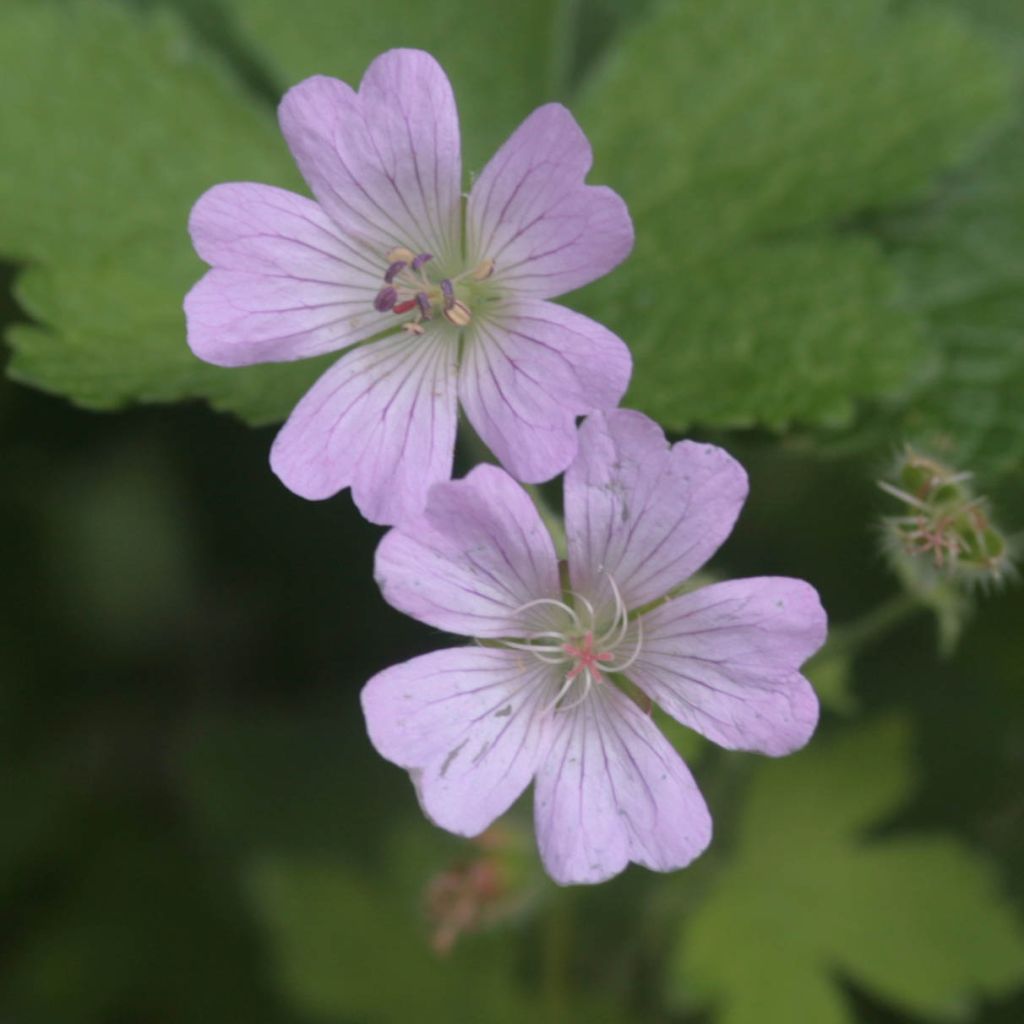 Storchschnabel Chantilly - Geranium