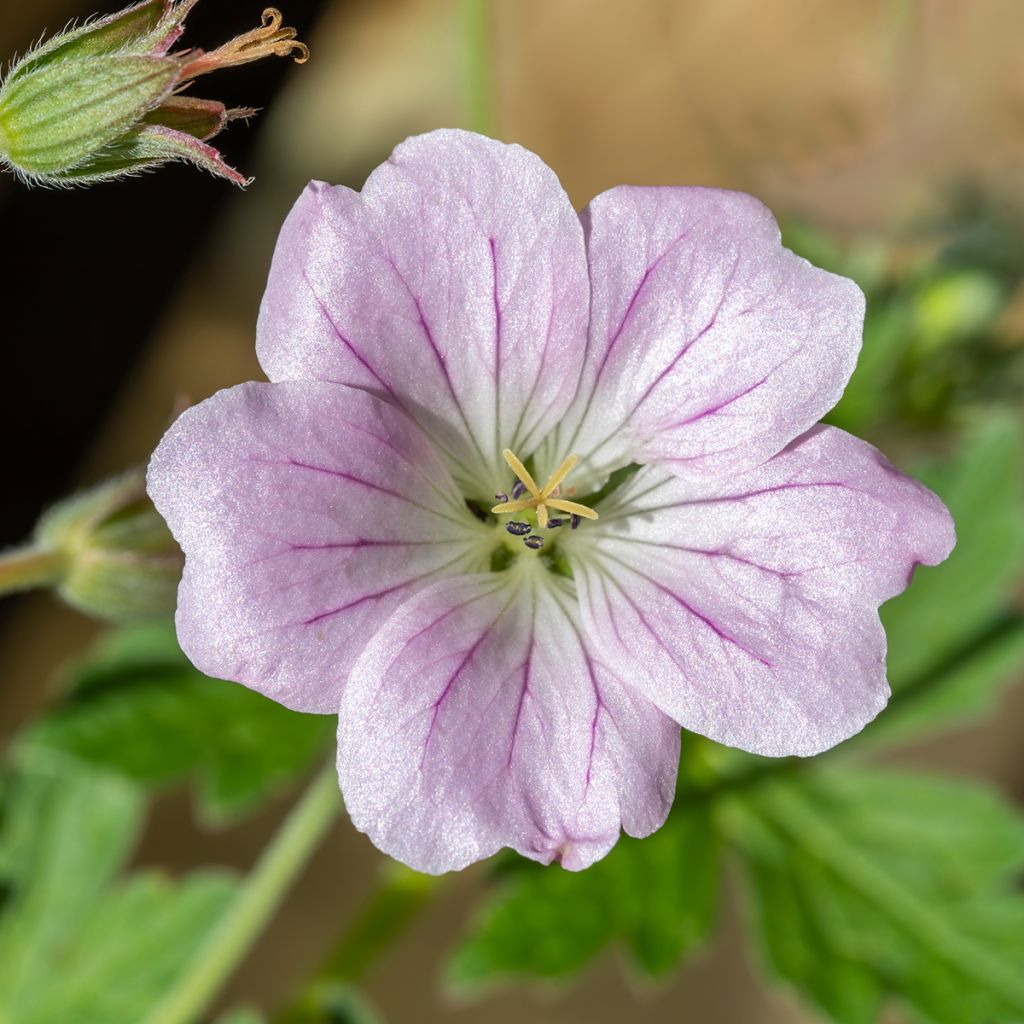 Storchschnabel Dreamland - Geranium