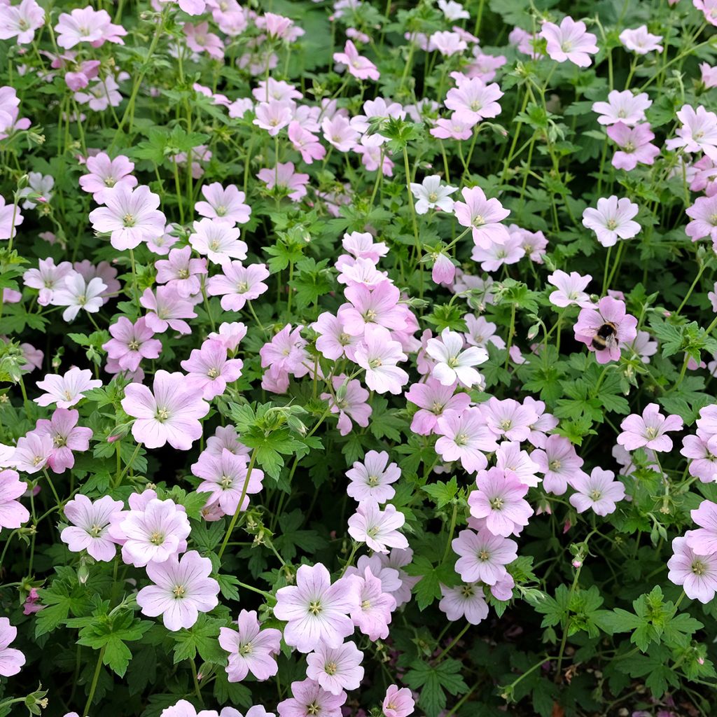 Storchschnabel Dreamland - Geranium