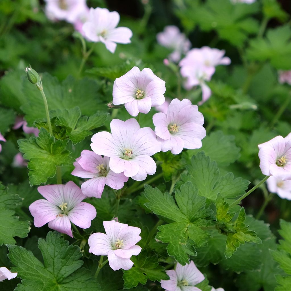 Storchschnabel Dreamland - Geranium