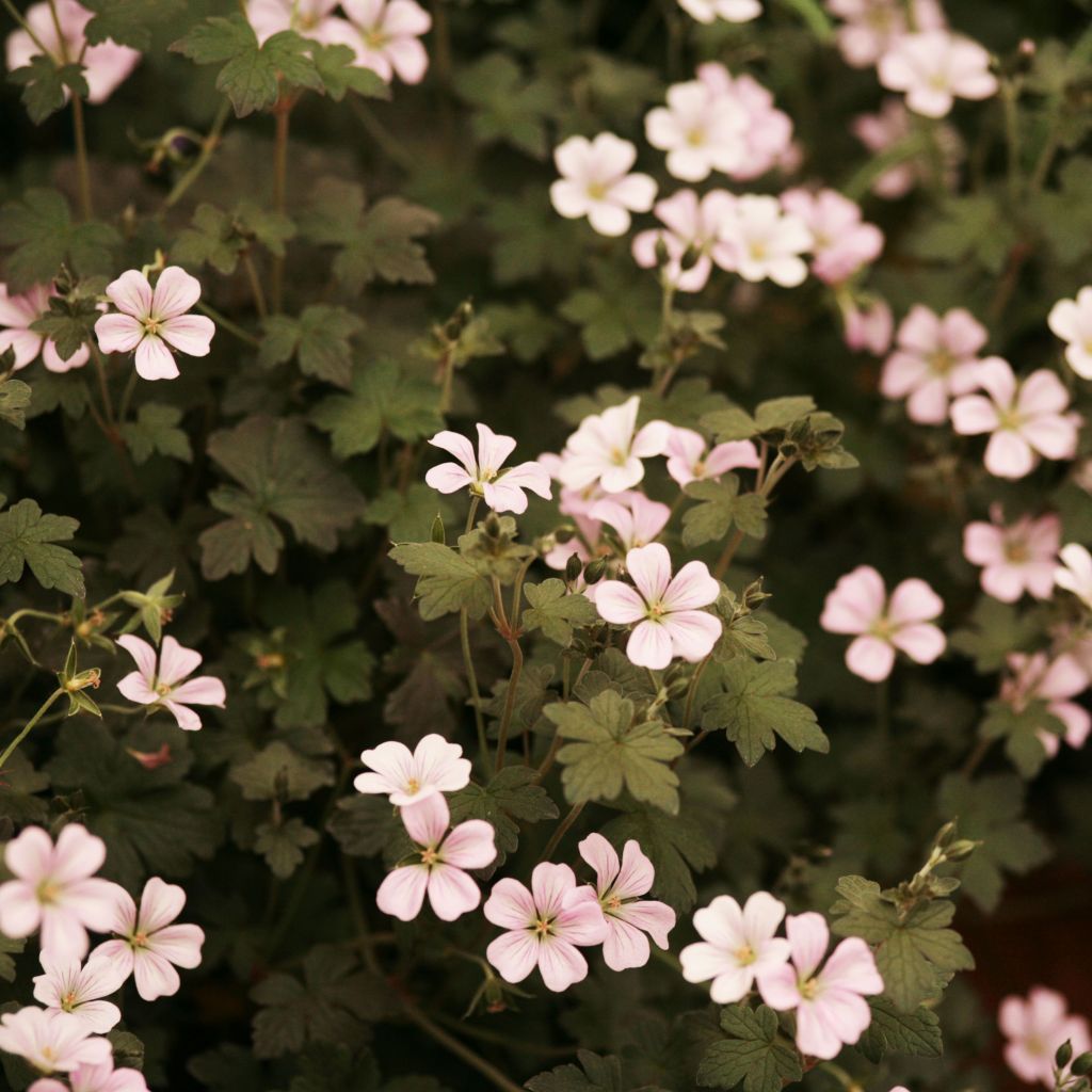 Geranium oxonianum Dusky Crug - Oxford-Storchschnabel