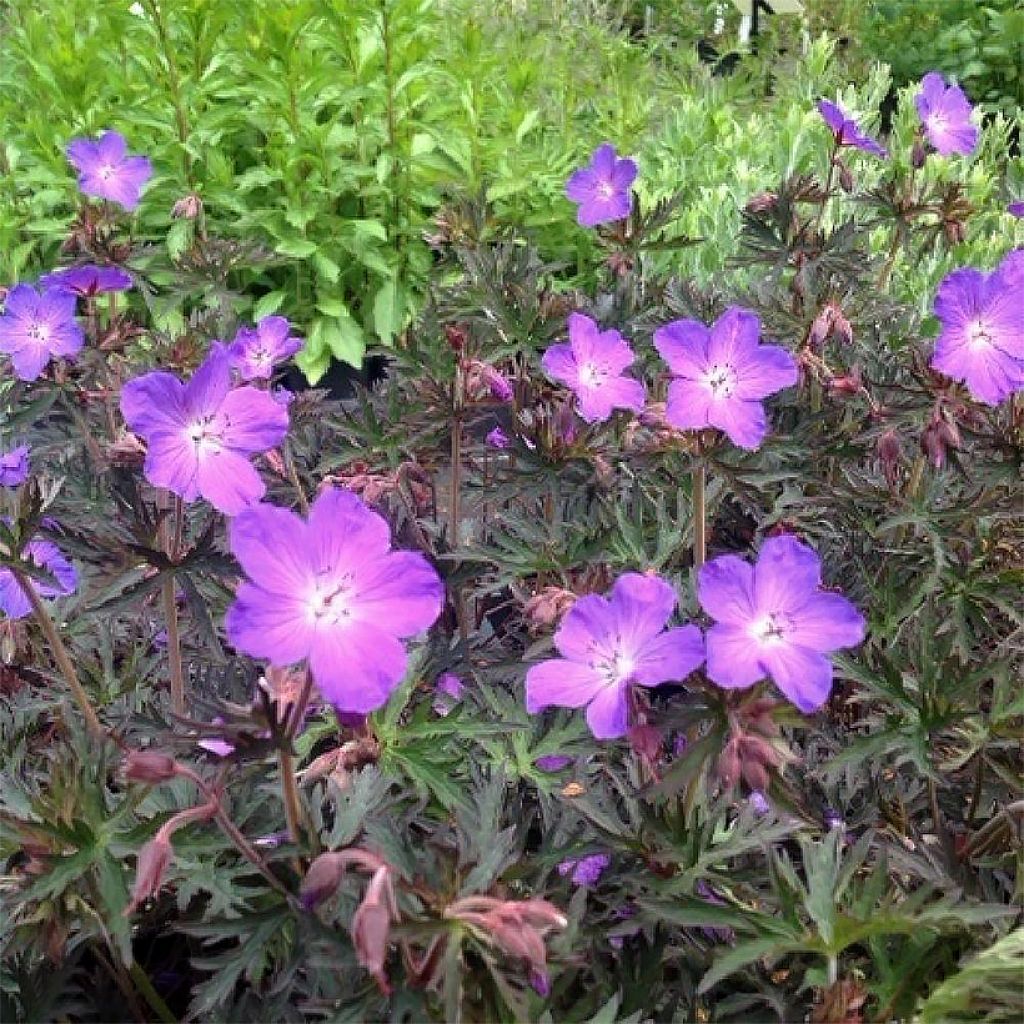 Geranium x pratense Femme Fatale - Wiesen-Storchschnabel