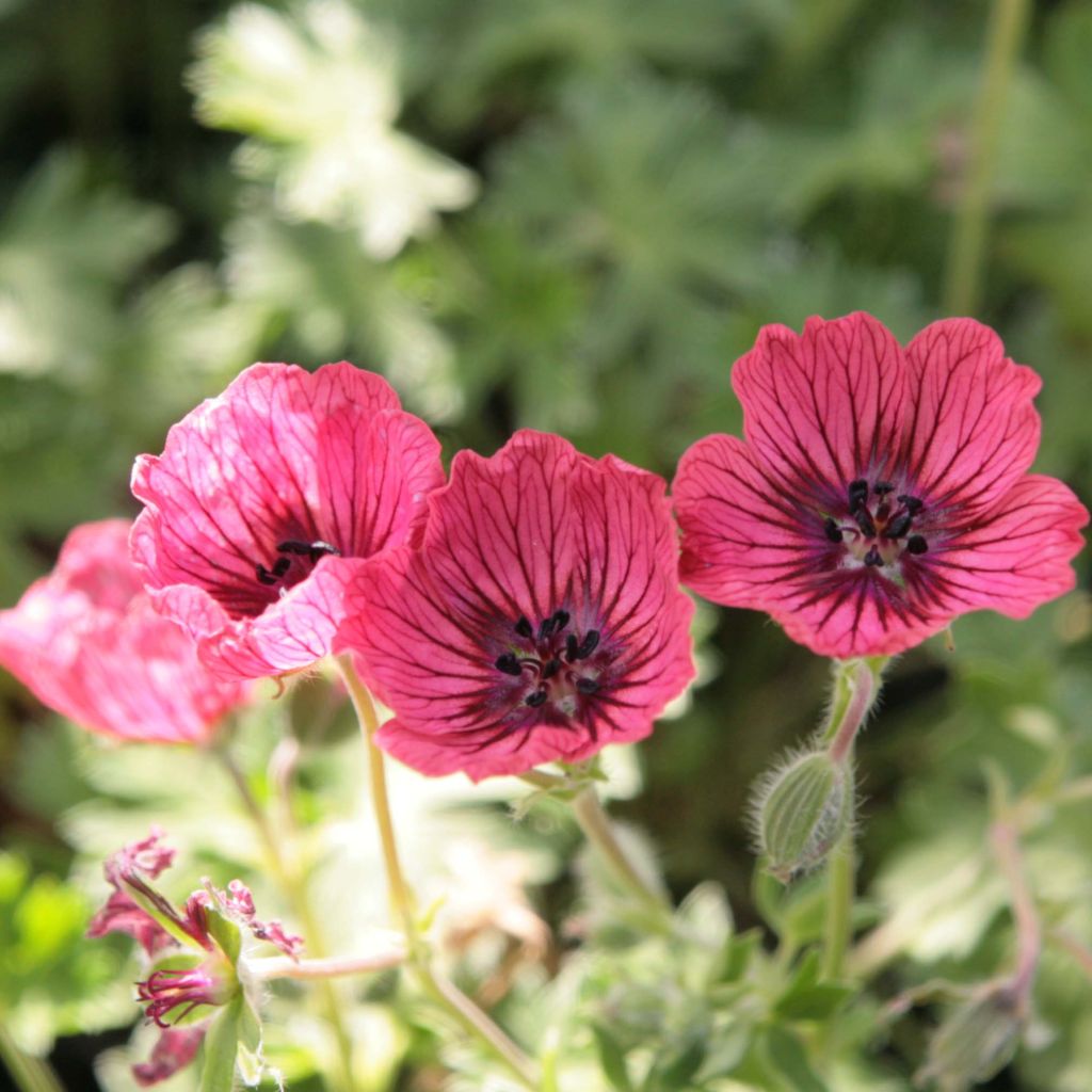 Geranium cinereum Jolly Jewel Salmon - Aschgrauer Storchschnabel