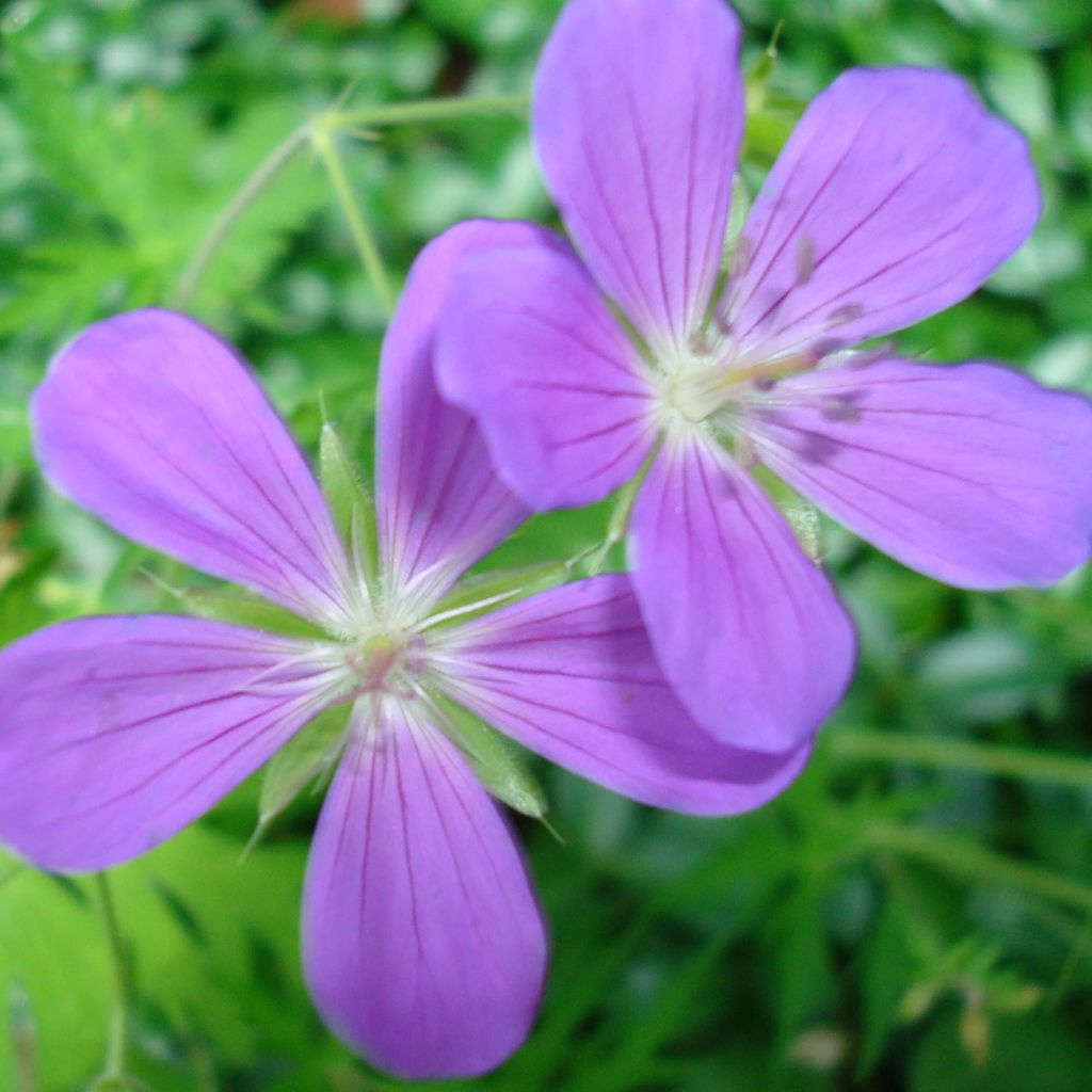 Storchschnabel Nimbus - Geranium