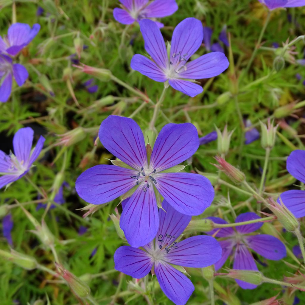 Geranium vivace Nimbus