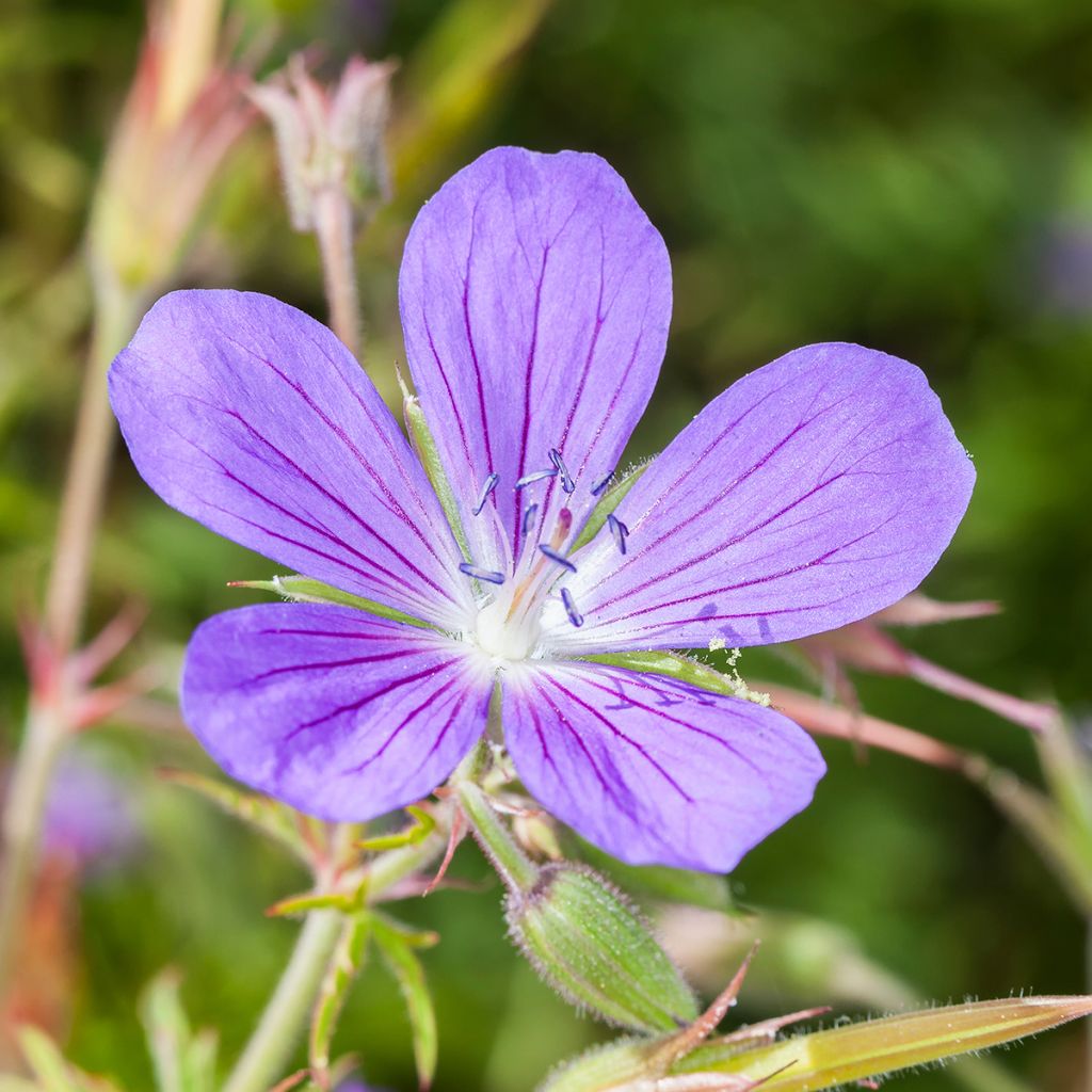 Storchschnabel Nimbus - Geranium