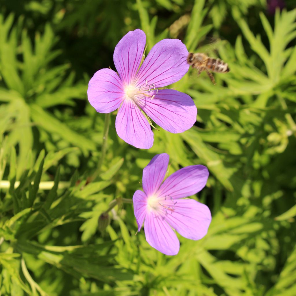 Storchschnabel Nimbus - Geranium