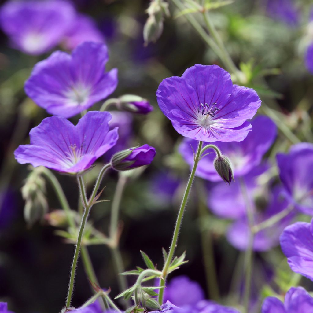 Storchschnabel Orion - Geranium