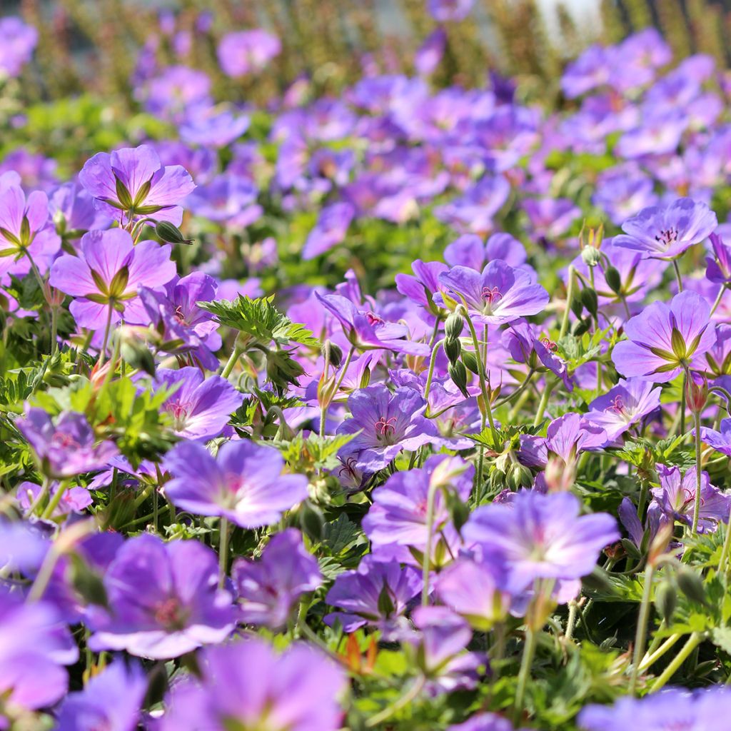 Storchschnabel Orion - Geranium