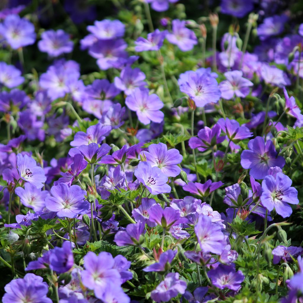 Storchschnabel Orion - Geranium