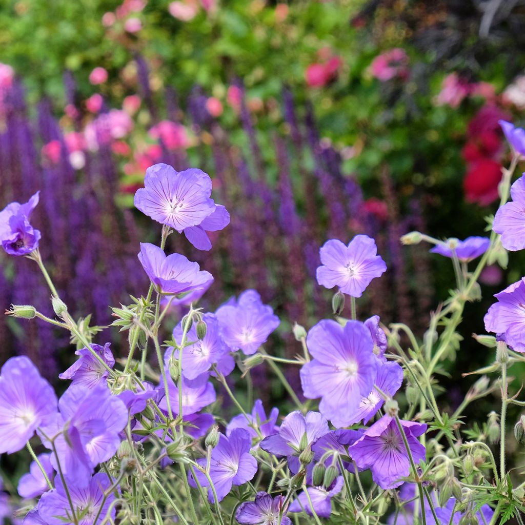 Storchschnabel Orion - Geranium