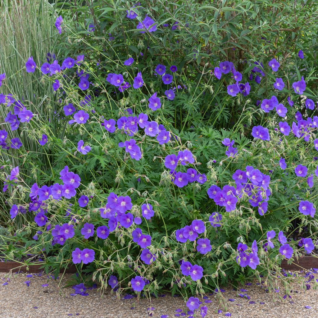 Storchschnabel Orion - Geranium