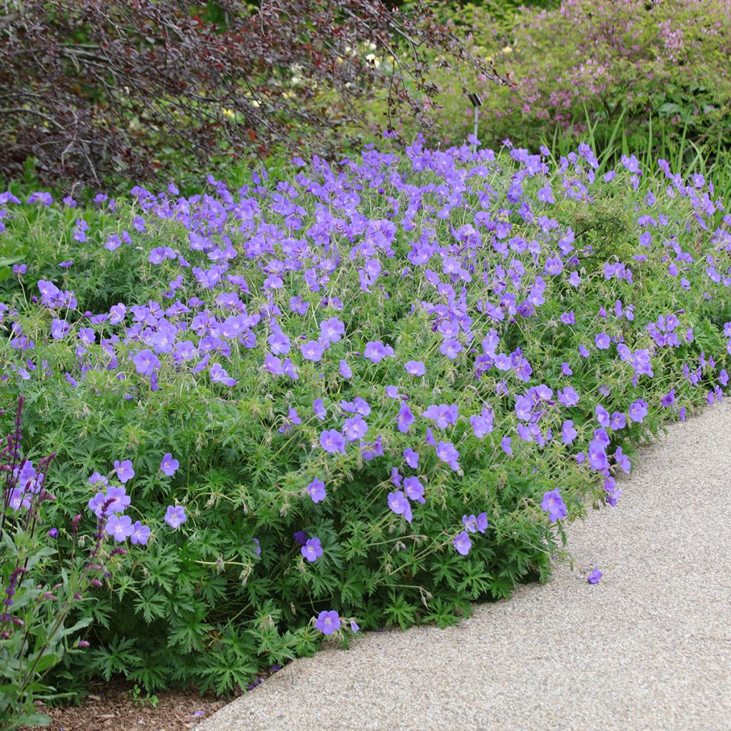 Storchschnabel Orion - Geranium