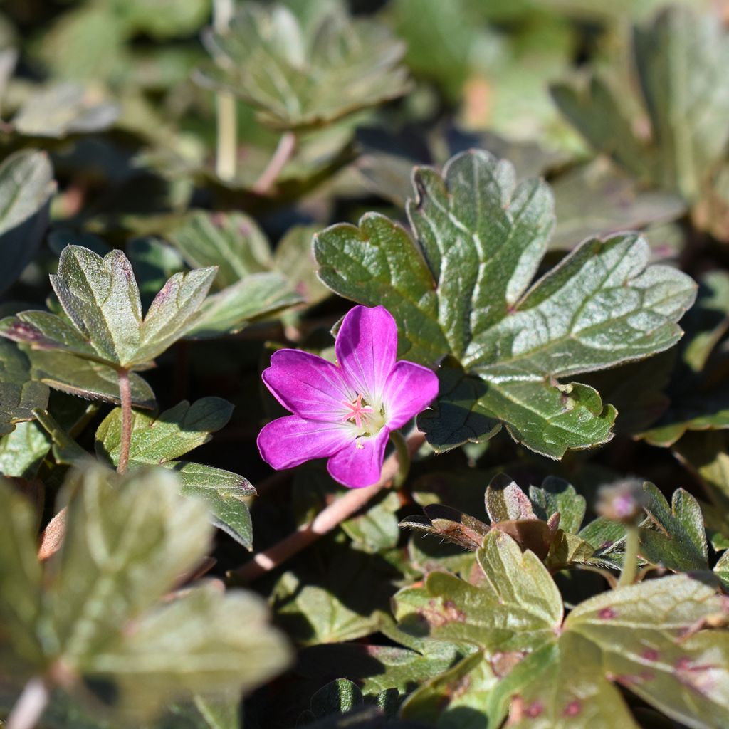 Geranium oxonianum Orkney Cherry - Oxford-Storchschnabel