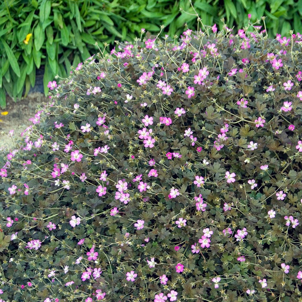 Geranium oxonianum Orkney Cherry - Oxford-Storchschnabel