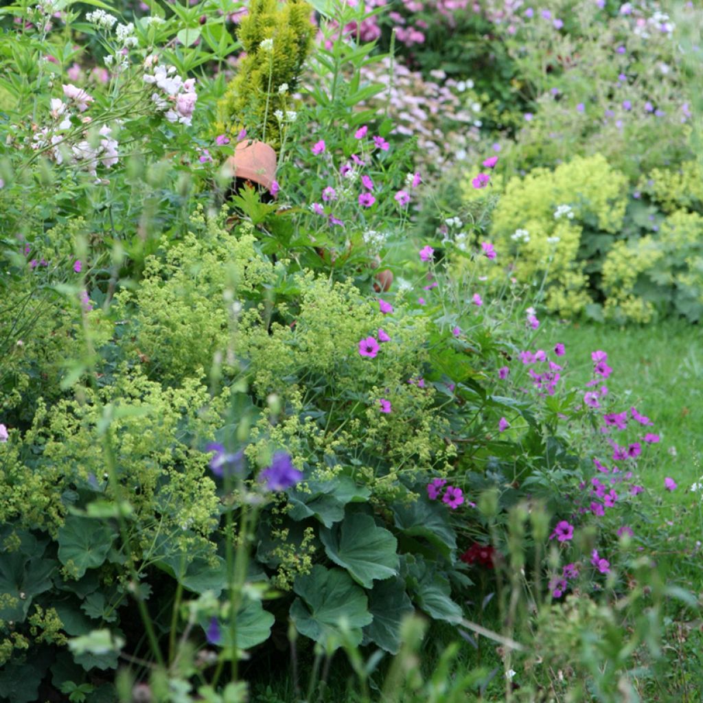 Storchschnabel Patricia - Geranium