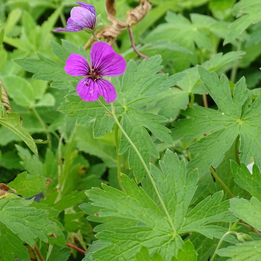 Storchschnabel Patricia - Geranium