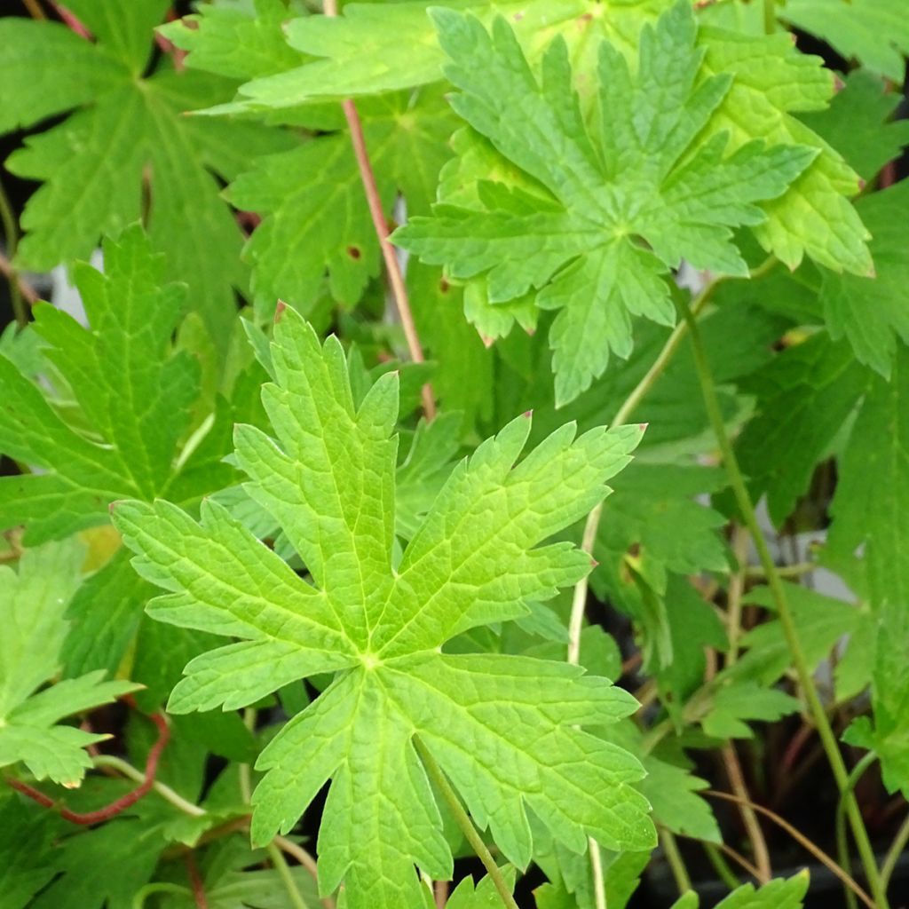 Storchschnabel Patricia - Geranium