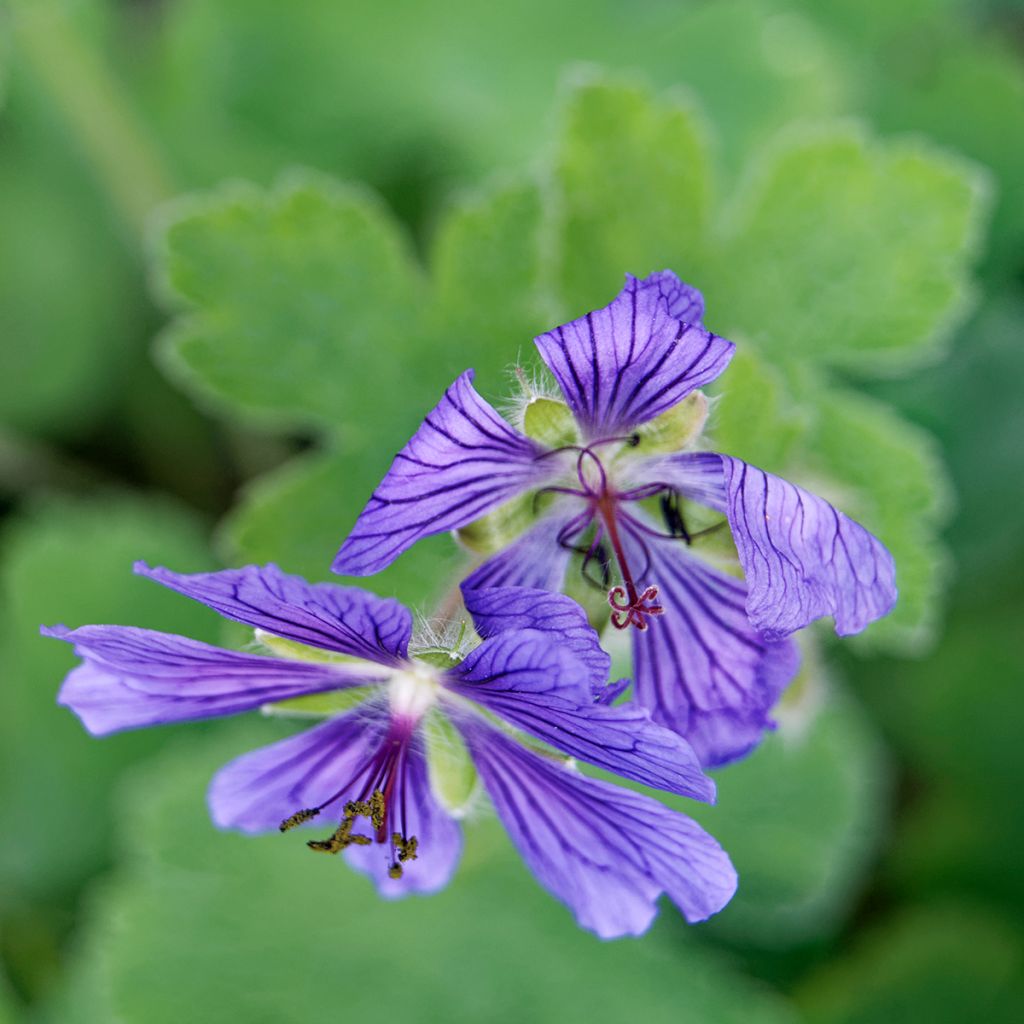 Geranium renardii Philippe Vapelle - Kaukasus-Storchschnabel