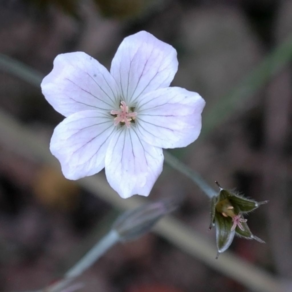 Storchschnabel Rothbury Red - Geranium