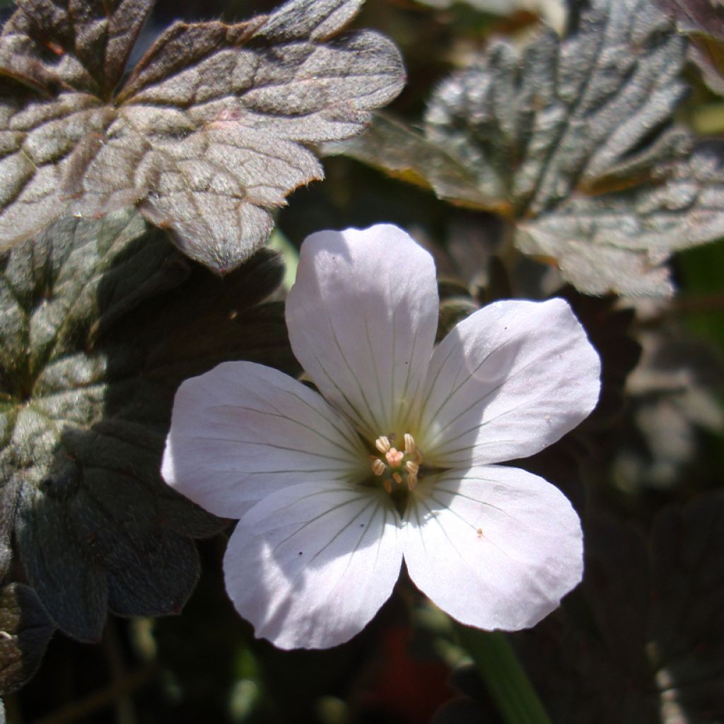 Géranium vivace Rothbury Red