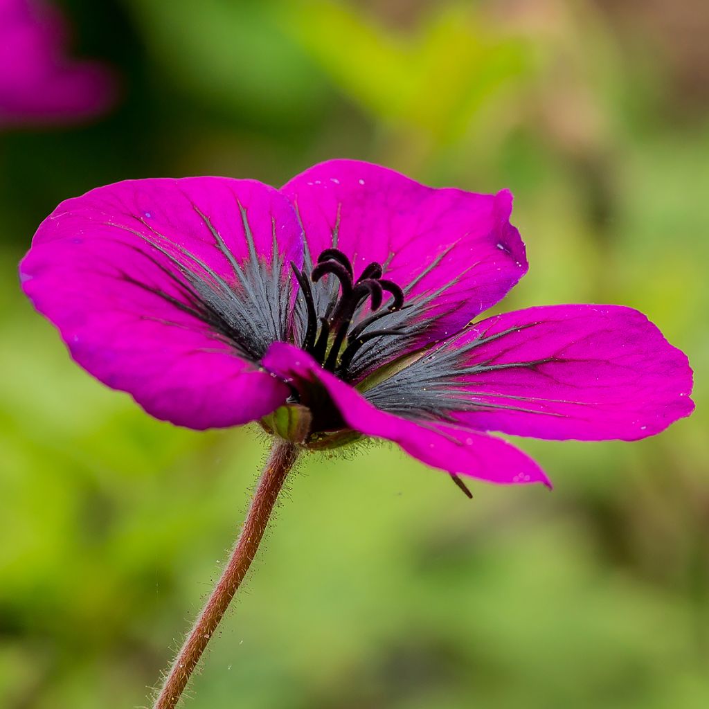 Storchschnabel Sandrine - Geranium