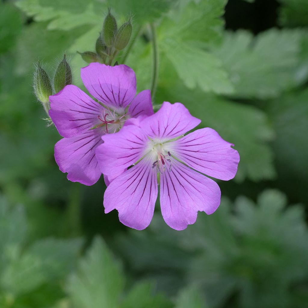 Storchschnabel Sirak - Geranium