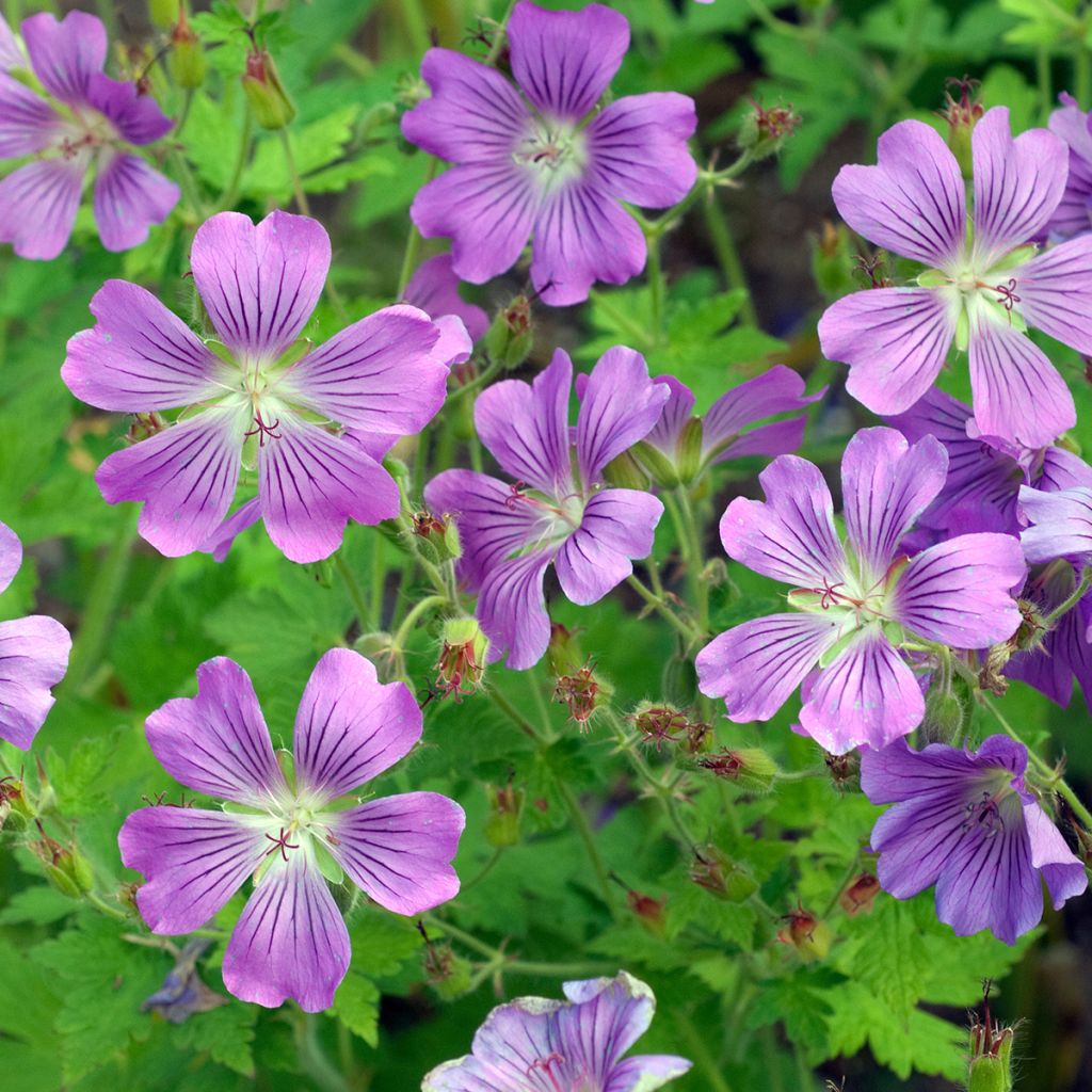 Storchschnabel Sirak - Geranium