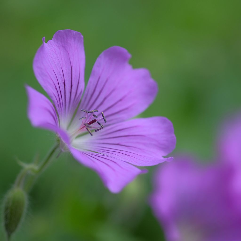 Storchschnabel Sirak - Geranium