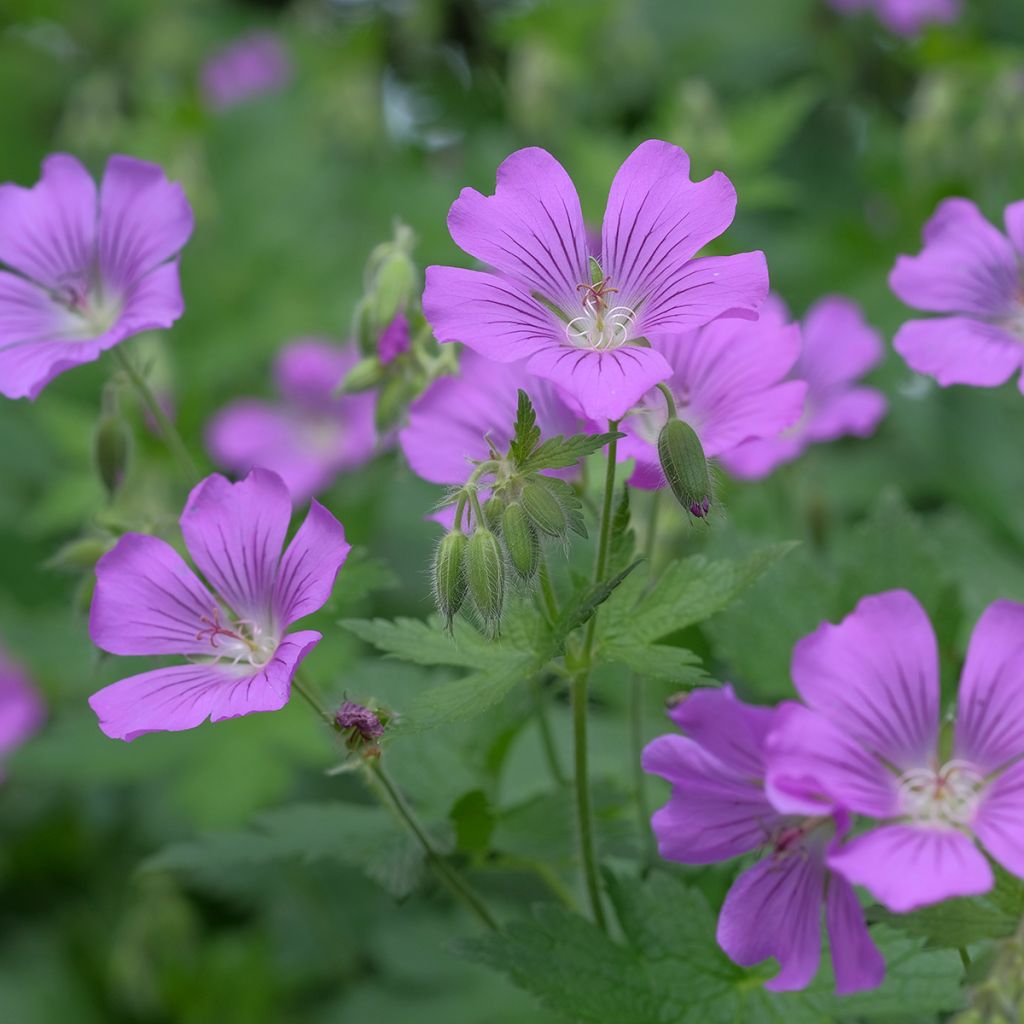 Storchschnabel Sirak - Geranium