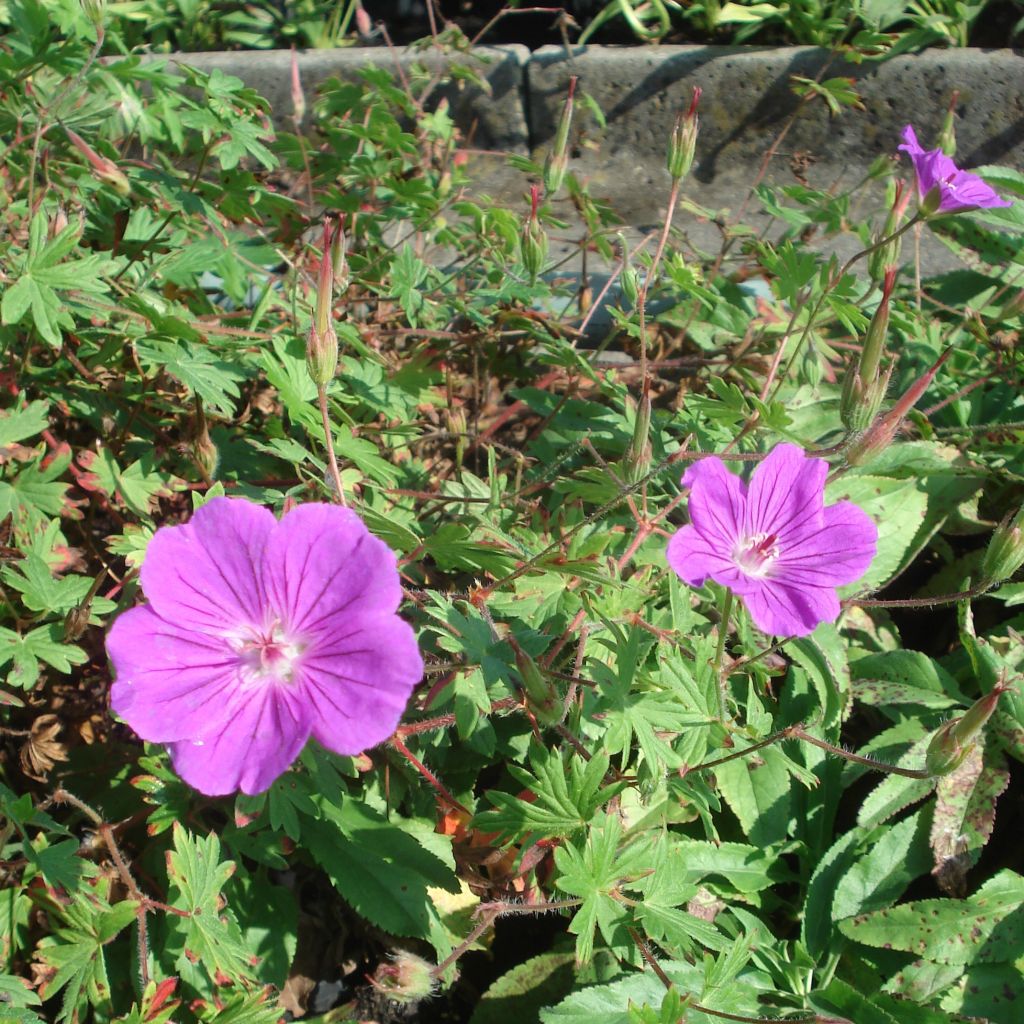 Storchschnabel Tiny Monster - Geranium