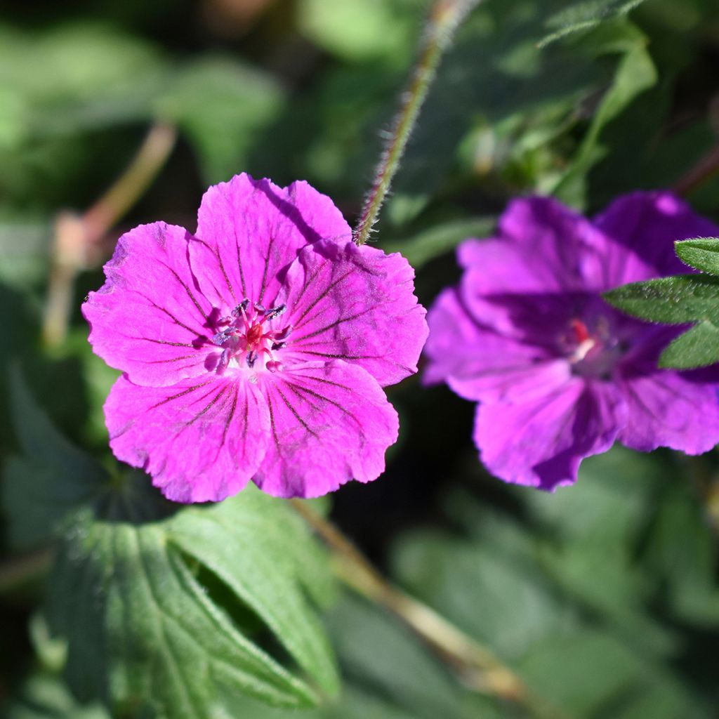 Storchschnabel Tiny Monster - Geranium