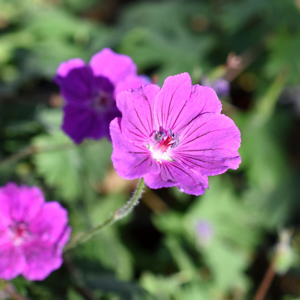 Storchschnabel Tiny Monster - Geranium