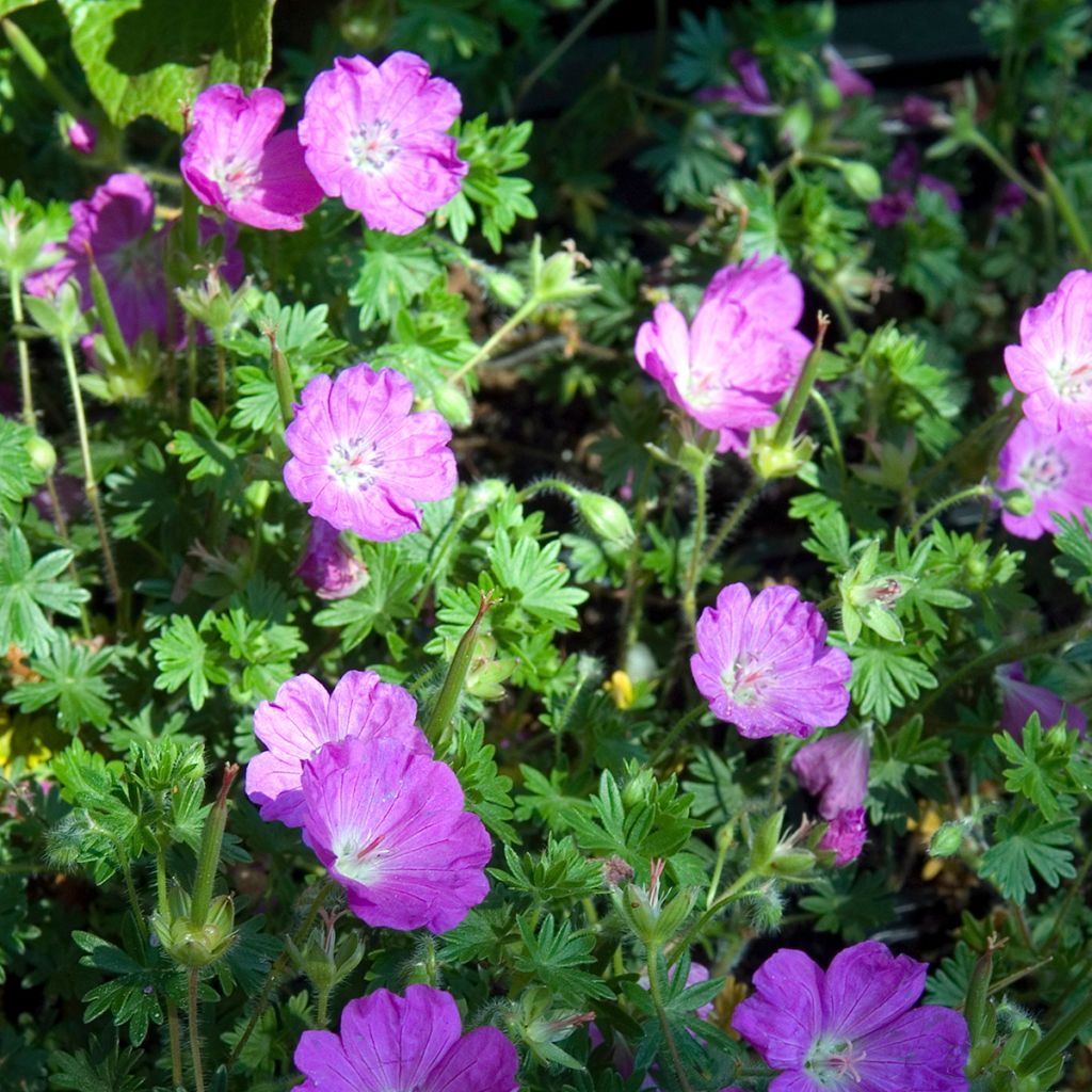 Storchschnabel Tiny Monster - Geranium