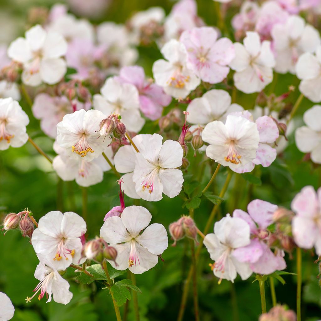 Geranium cantabrigiense Biokovo - Cambridge Storchschnabel