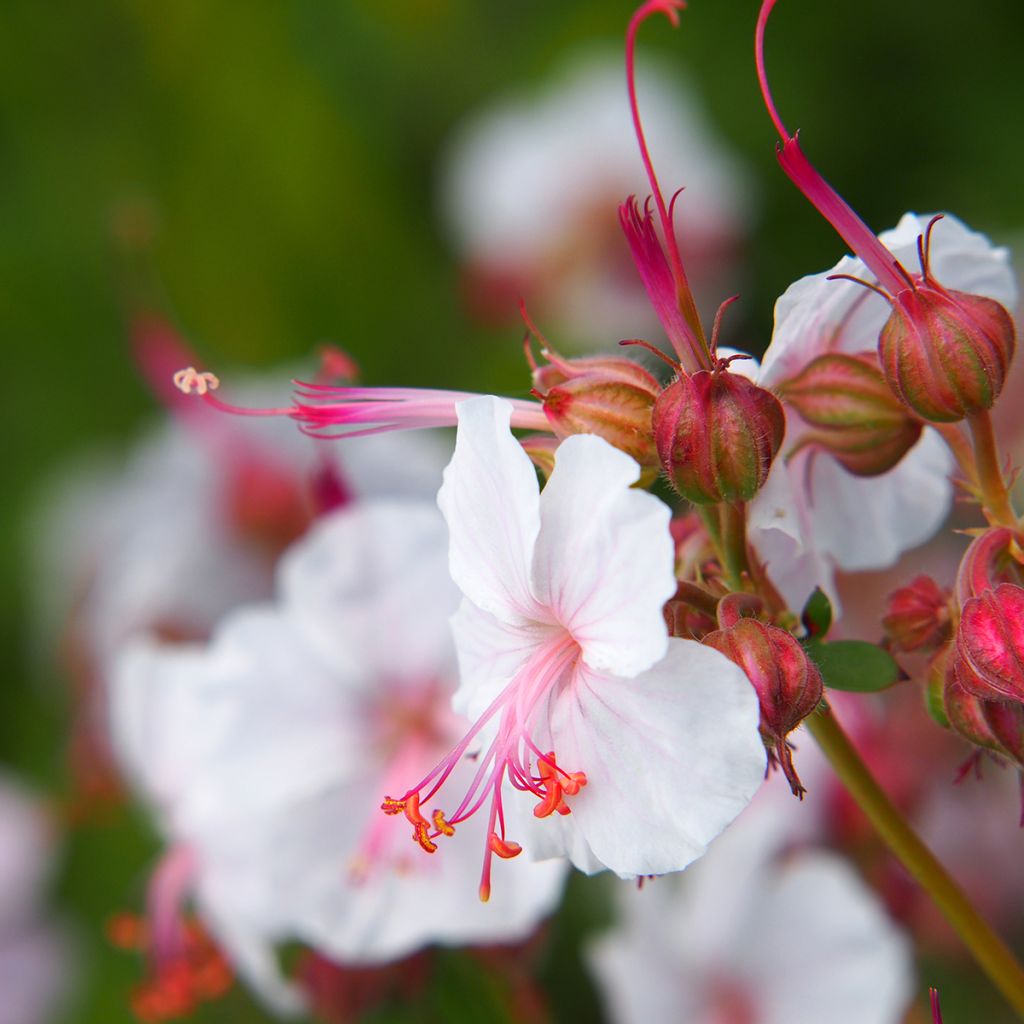 Geranium cantabrigiense Biokovo - Cambridge Storchschnabel