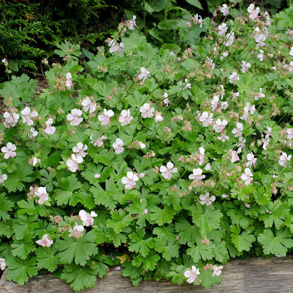 Geranium cantabrigiense Biokovo - Cambridge Storchschnabel