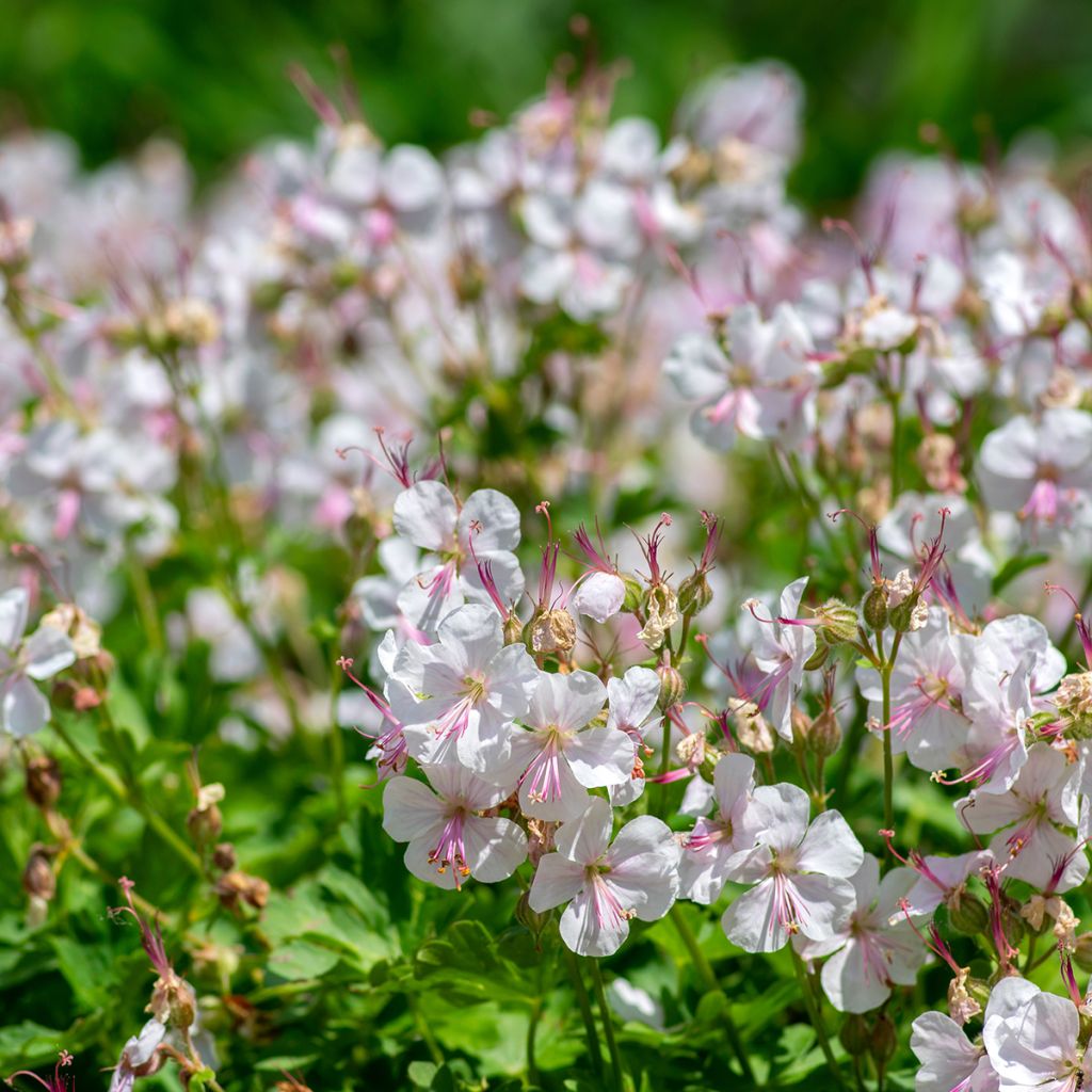 Geranium cantabrigiense Biokovo - Cambridge Storchschnabel