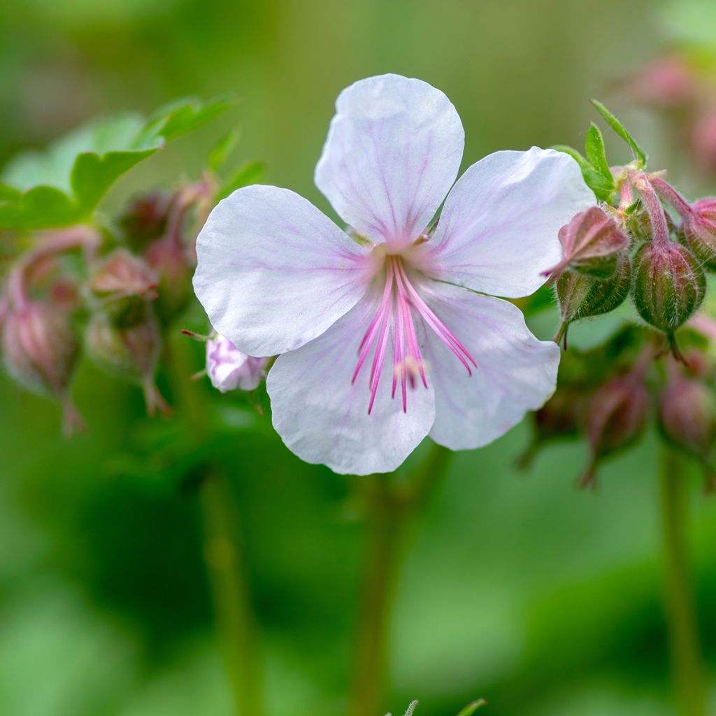 Geranium cantabrigiense Biokovo - Cambridge Storchschnabel