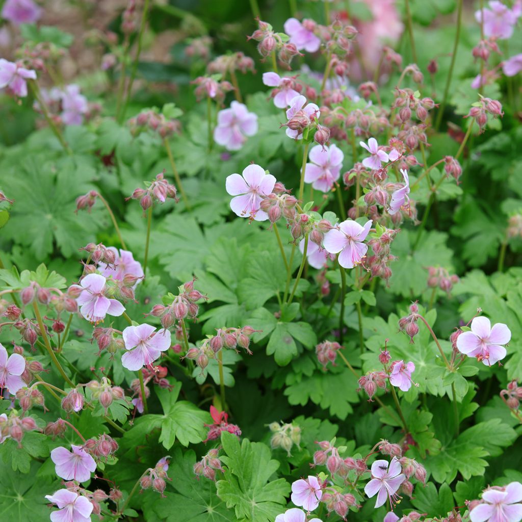 Geranium cantabrigiense Hanne - Cambridge Storchschnabel