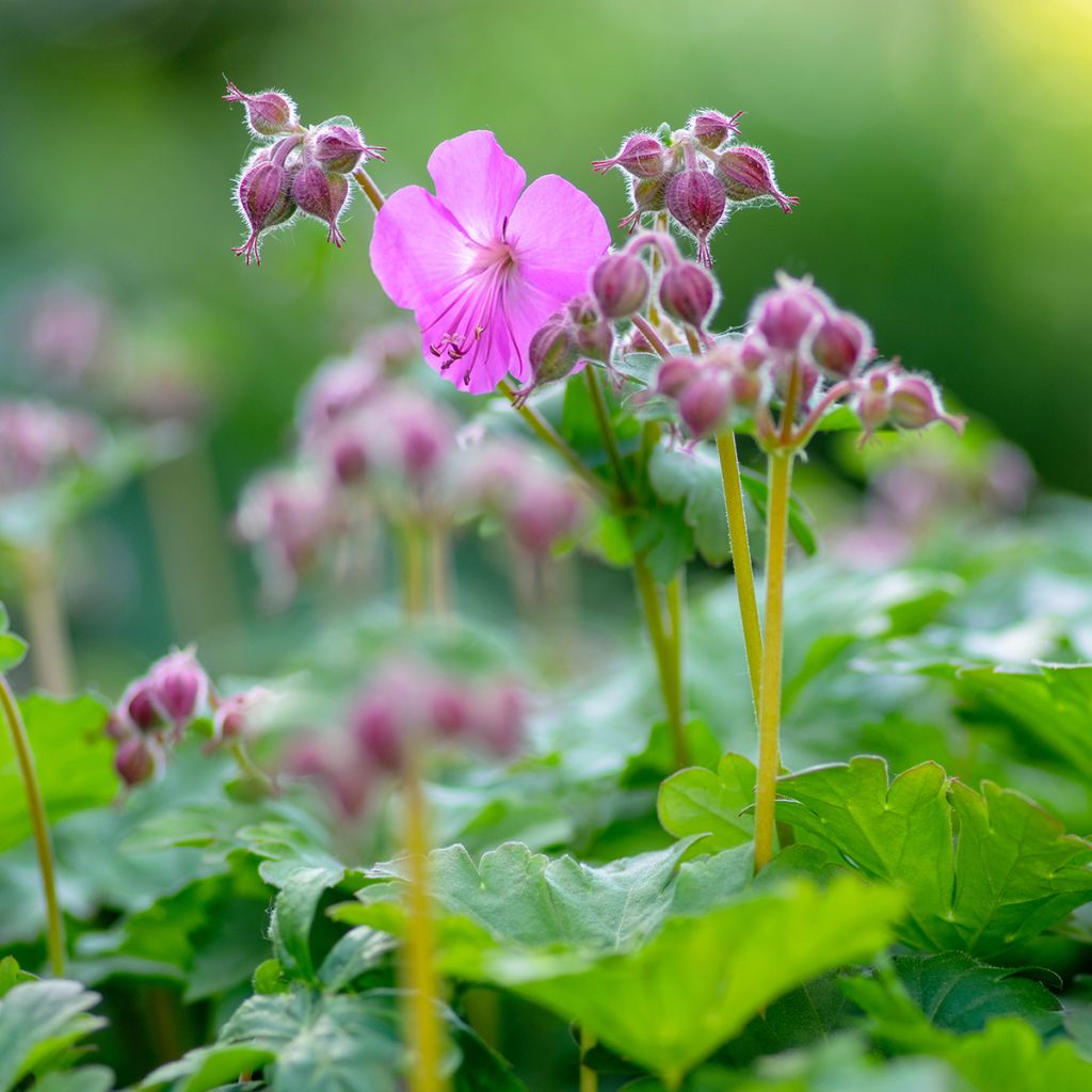 Geranium cantabrigiense Karmina - Cambridge Storchschnabel