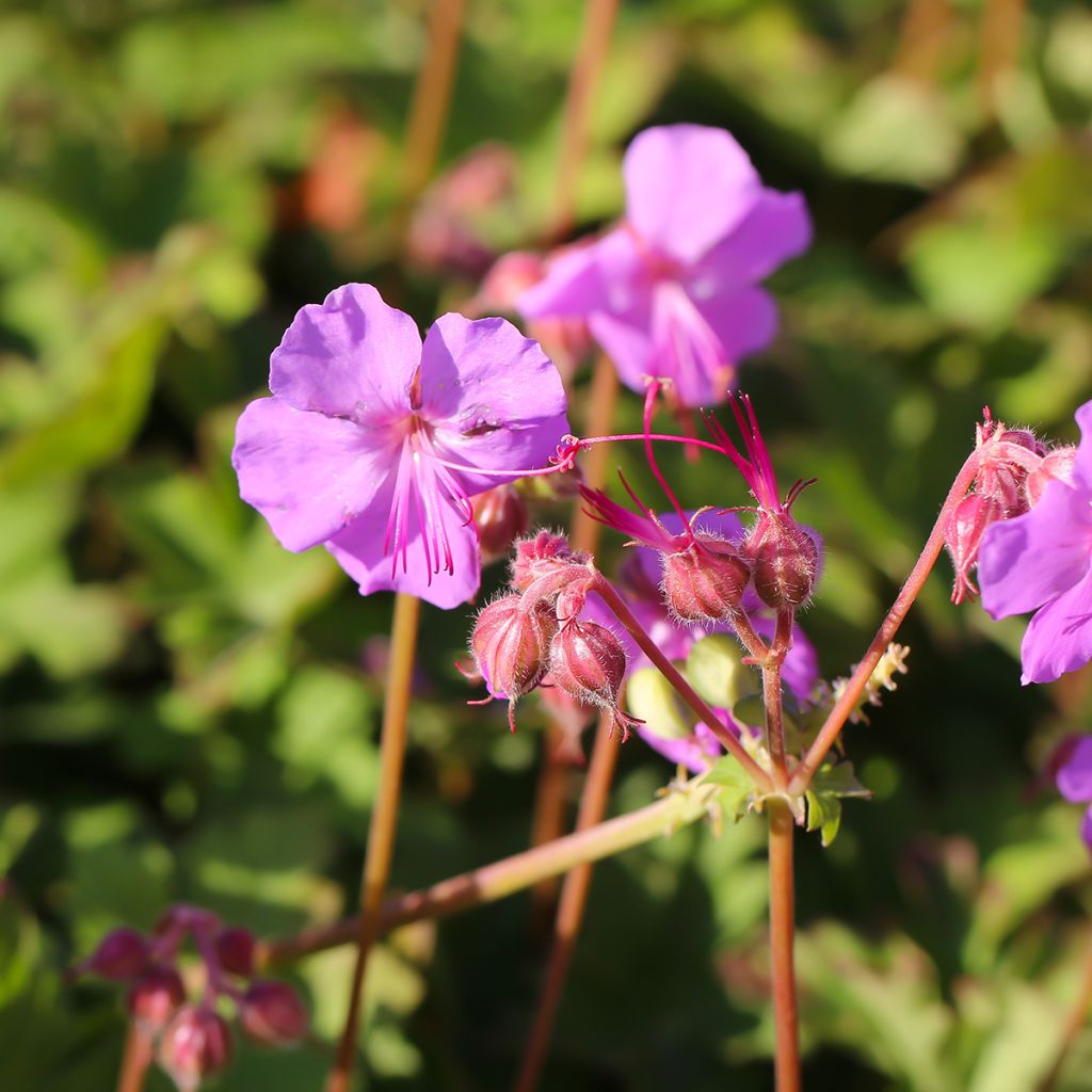 Geranium cantabrigiense Karmina - Cambridge Storchschnabel